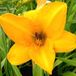 Arborix Hemerocallis 6 x Hemerocallis 'Chicago Sunrise' - Daglelie pot 9x9cm