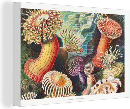 OneMillionCanvasses Canvas Schilderij - Anemoon Actinea - 150x100cm - Retro Ernst Haeckel Print