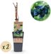 Green boutiQ Honingbes - Lonicera caerulea Kamchatika - 2 Winterharde Fruitplanten - Pot 15cm - Hoogte 50cm