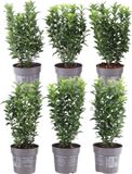 Plants by Frank | 6x Euonymus japonicus 'Green Spire' Ø12 cm - 20 cm | Groene Kardinaalsmuts heg | Winterharde groenblijvende haagplanten