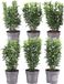 Plants by Frank | 6x Euonymus japonicus 'Green Spire' Ø12 cm - 20 cm | Groene Kardinaalsmuts heg | Winterharde groenblijvende haagplanten