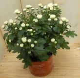 Warentuin natuurlijk Bol 3 stuks! Mini bol chrysant wit