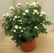 Warentuin natuurlijk Bol 3 stuks! Mini bol chrysant wit