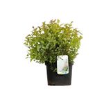 Arborix Spiraea Spierstruik 'Firelight' - 25-30 cm