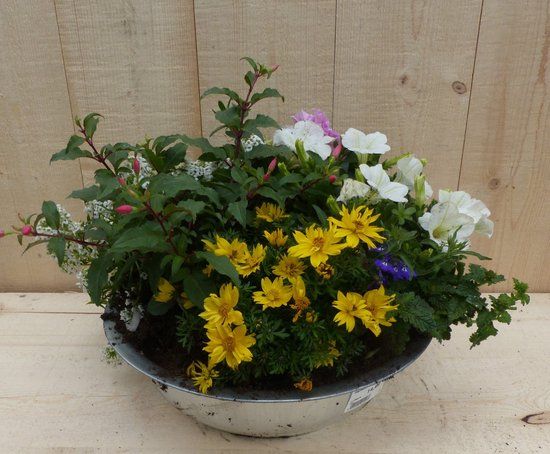 Warentuin natuurlijk Warentuin Zinken bak zomerbloeiers kleurenmix dia. 30 cm