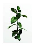 Komar Ficus Branch Muurafbeelding Poster 30x40 cm