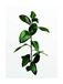 Komar Ficus Branch Muurafbeelding Poster 30x40 cm