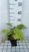 GRDplanten Groendecor Tuinarchitectuur 6x Telekia - Telekia speciosa ( buphthalmum speciosum) | 9x9 cm pot