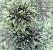 Komar Fotobehang Emerald Flowers 300x280cm Vliesbehang