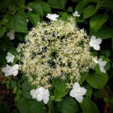 Hydrangea anomala 'Petiolaris' - Hortensia grimpante 60-80 cm en pot