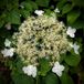 Arborix Hydrangea anomala 'Petiolaris' - Klimhortensia 60-80 cm in pot