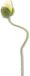 Erutan avon Poppy spray Ilse yellow 69 cm kunstbloem