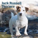 Jack Browntrout Publishers Jack Russell Terriers 2027 12 X 24 Inch Monthly Square Wall Calendar
