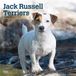 Jack Browntrout Publishers Jack Russell Terriers 2027 12 X 24 Inch Monthly Square Wall Calendar