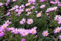 GRDplanten Aster 6x Aster - Aster dum. 'Herbstgruss Vom Bresserhof' | pot de 9 x 9 cm