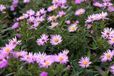GRDplanten Aster 6x Aster - Aster dum. 'Herbstgruss Vom Bresserhof' | pot de 9 x 9 cm