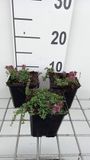 GRDplanten Groendecor Tuinarchitectuur 6x Kruiptijm - Thymus praecox 'Red Carpet' | 9x9 cm pot