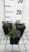 GRDplanten Groendecor Tuinarchitectuur 6x Kruiptijm - Thymus praecox 'Red Carpet' | 9x9 cm pot