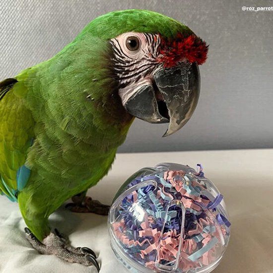 Petlala Buffet Ball Transparant Kunststof Vogel