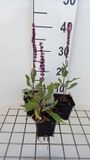 GRDplanten Groendecor Tuinarchitectuur 6x Struiksalie - Salvia nem. 'Caradonna Pink Inspiration' | 9x9 cm pot