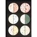 3B Scientific V2041M Leertafel, bacteriën