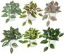 Unyqoos® Set de six plantes artificielles décoratives pour chaque pièce de la maison, 20 cm, 6 pièces