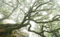 Komar Pure fotobehang "the forgotten forest" bos vlies 400x250cm
