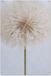 Affiche de jardin - Pissenlit - 60x90 cm - Affiche extérieure - PVC