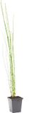 Bloomique Equisetum Japonicum Japanse Holpijp Vijverplant Waterplant Winterhard 20-30 cm Pot 9 cm