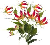 Shoppartners Bellatio flowers & plants Kunstbloem - 3x - gloriosa klimlelie - 75 cm - geel/rood