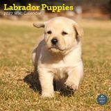 Baker & Bray Labrador Retriever Puppies Kalender 2027