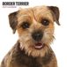 Magnet & Steel Border Terrier Modern Kalender 2027 Wandkalender