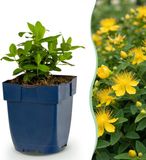 Green boutiQ Hypericum calycinum Sint-Janskruid Geel 6 Planten
