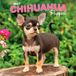 Chihuahua Browntrout Chihuahua Puppies - Chihuahua Welpen 2027 - 16-Monatskalender