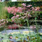 Bloomique - Butomus Umbellatus - Zwanenbloem - Vijverplanten - Winterhard - Hoogte 15-25 cm - Pot 9 cm