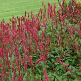 Arborix Bol 6 x Persicaria Affinis 'Superba' - Duizendknoop in 9x9cm Pot