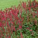Arborix Bol 6 x Persicaria Affinis 'Superba' - Duizendknoop in 9x9cm Pot