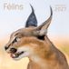 Félins: Calendrier