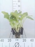 GRDplanten Funkia 6x Funkia - Hosta hybr. 'Halcyon' | 9x9 cm pot