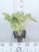 GRDplanten Funkia 6x Funkia - Hosta hybr. 'Halcyon' | 9x9 cm pot