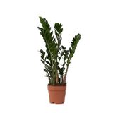 Plant in a Box Zamioculcas Zamiifolia - ZZ plant - Glanzende veervormige bladeren - Pot 17cm - Hoogte 55-65cm