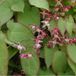 Arborix Epimedium Rubrum 6 x Elfenbloem pot 9x9cm
