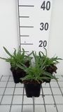 GRDplanten Groendecor Tuinarchitectuur 6x Gipskruid - Gypsophila pan. 'Bristol Fairy' | 9x9 cm pot