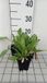 Groendecor Tuinarchitectuur 6x Gaillarde 'Maxima Aurea' | pot 9x9 cm