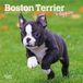 Boston Browntrout Boston Terrier Puppies 2027 7 X 14 Inch (Hanging) Monthly Mini Wall Calendar