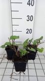 GRDplanten Groendecor Tuinarchitectuur 6x Grijsaard - Ligularia hybr. 'Little Rocket' | 9x9 cm pot