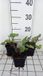 GRDplanten Groendecor Tuinarchitectuur 6x Grijsaard - Ligularia hybr. 'Little Rocket' | 9x9 cm pot