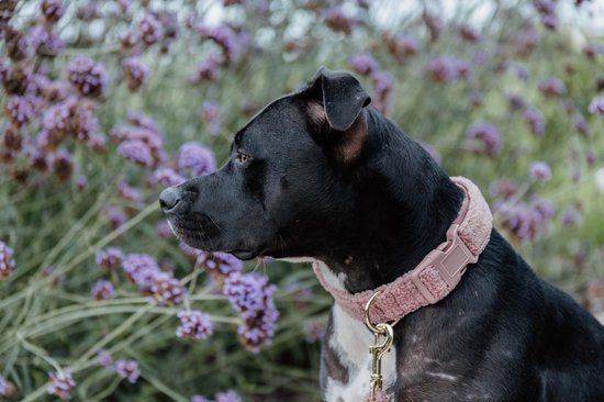 Kentucky Dogwear Teddy Fleece Hondenhalsband - Oude roze - L 42-68cm