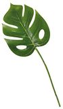 Rayher 55840000 Monstera-blad, 3 stuks, lengte 21 cm, met buigbare steel, voor zomerse decoraties