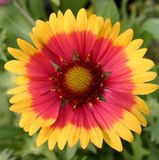 Arborix Gaillardia 6 x Gaillardia 'Kobold' - Kokardebloem pot 9x9cm